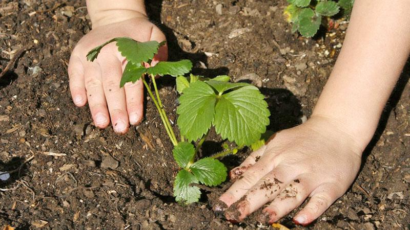 técnicas de cultivo de chamora turusi de fresa