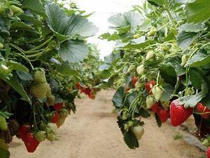 Fresas en invernadero