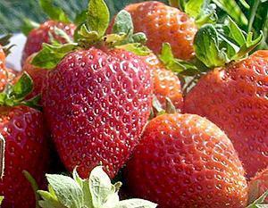 Corona Fresa Fruta