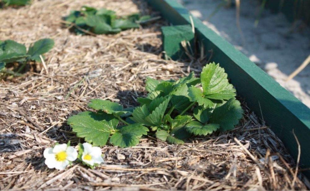 fraises dans un jardin chaleureux