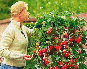 buisson de fraise
