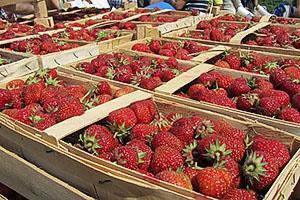 fresas antes del envío