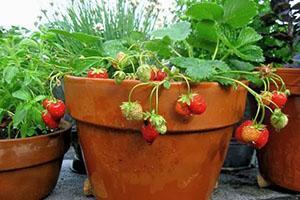 fraises en pots