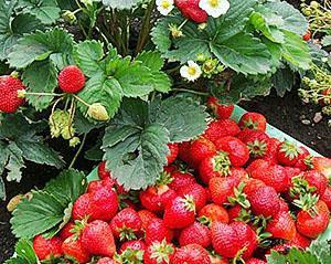 Fresas maduras remontantes