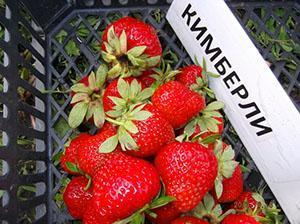 Variedad de kimberley