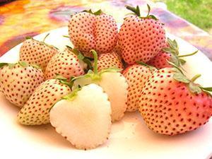 Variedad Sueco Blanco