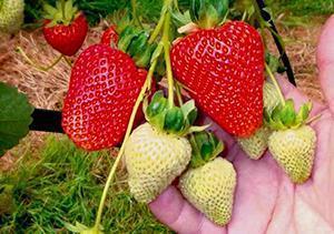 Fresas maduras