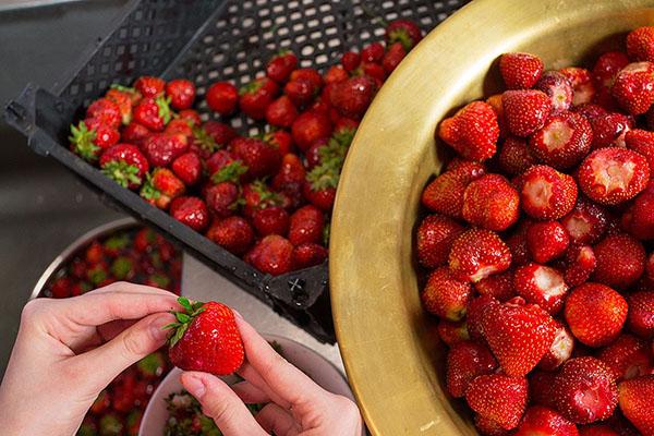 preparando fresas