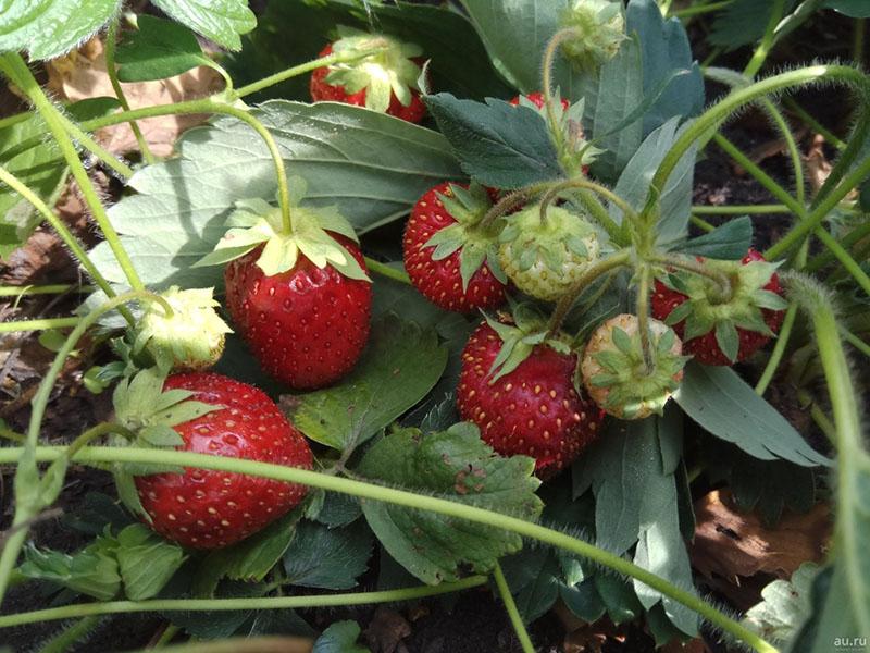 híbrido obtenido cruzando fresas Markee y Sieger