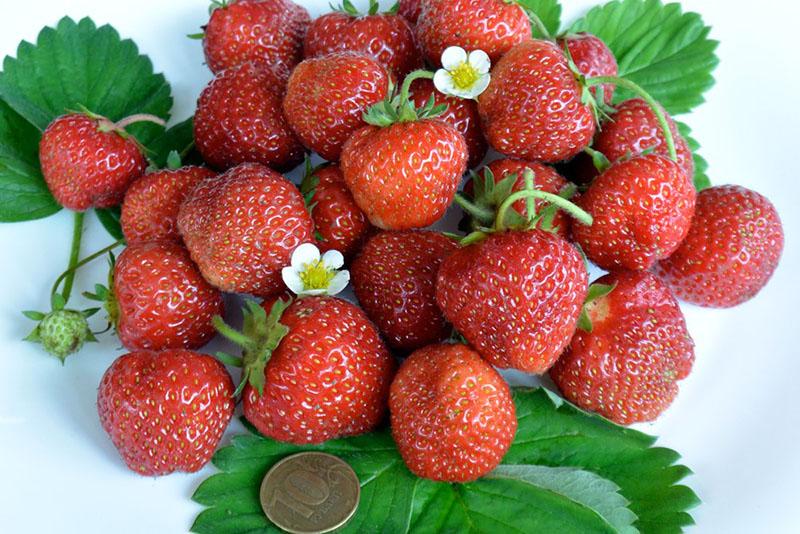 grandes fresas fragantes de la variedad Zenga Zengana