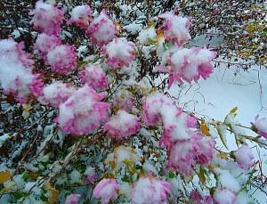 plantas perennes de invierno