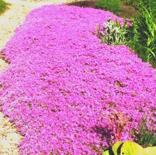 Phlox rastrero