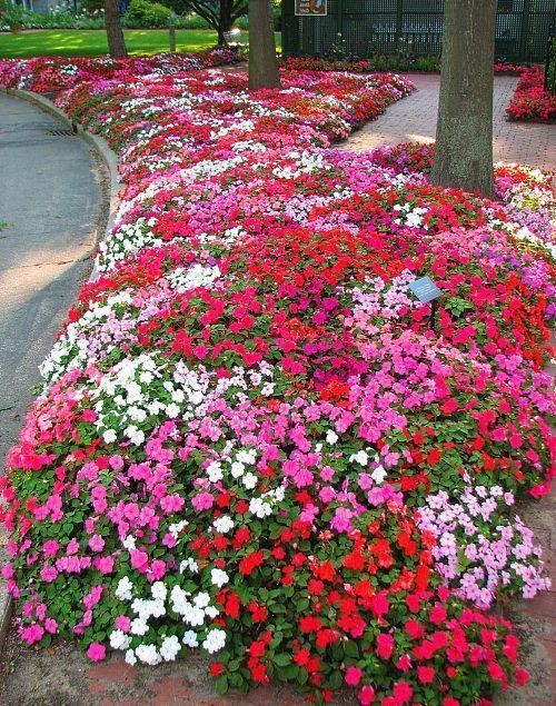 Phlox à croissance basse de buisson