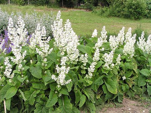 Salvia