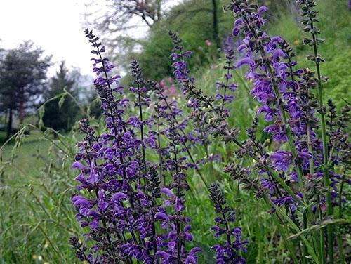 Prado de Salvia