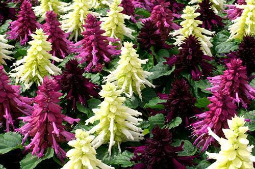 Flores de Salvia splendens