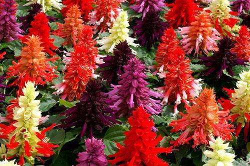 Salvia brillante