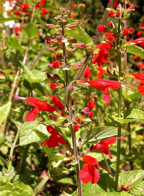 Salvia rojo