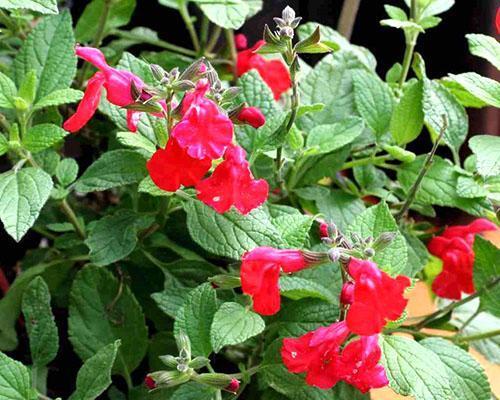 Salvia de hoja pequeña