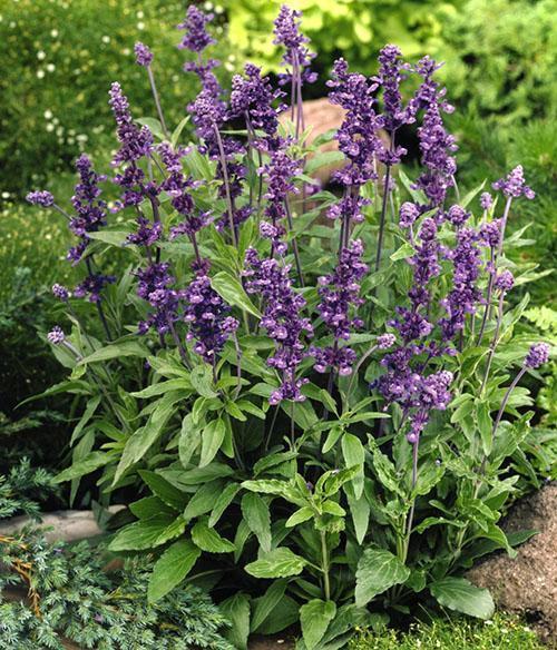 Salvia harinosa