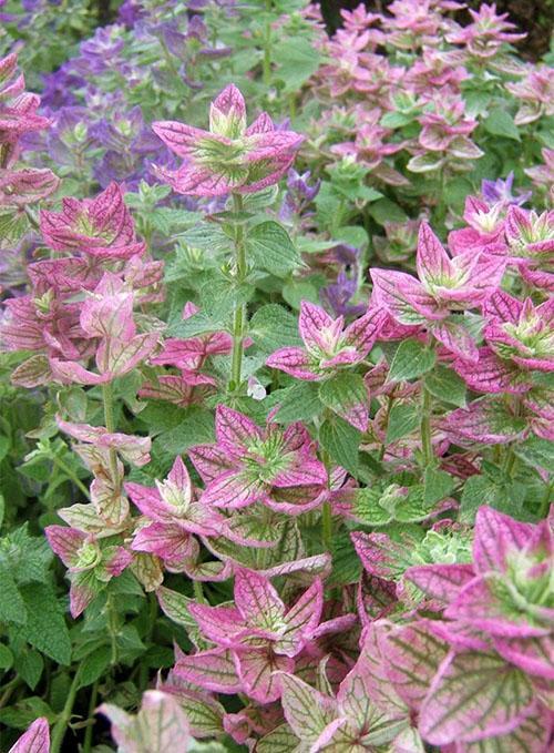 Salvia abigarrada