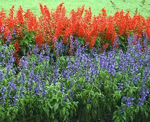 Cama de flores de salvia