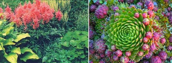 fleurs vivaces