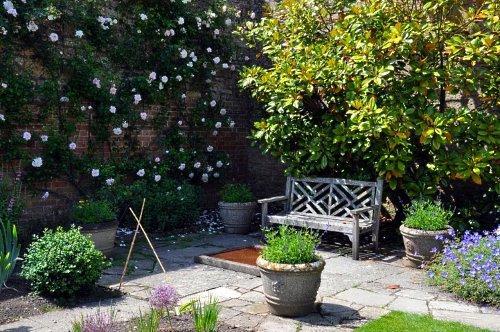 rosas en la pared