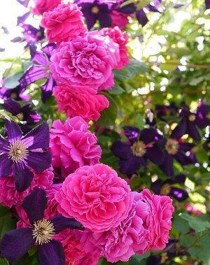 Rosas aterciopeladas
