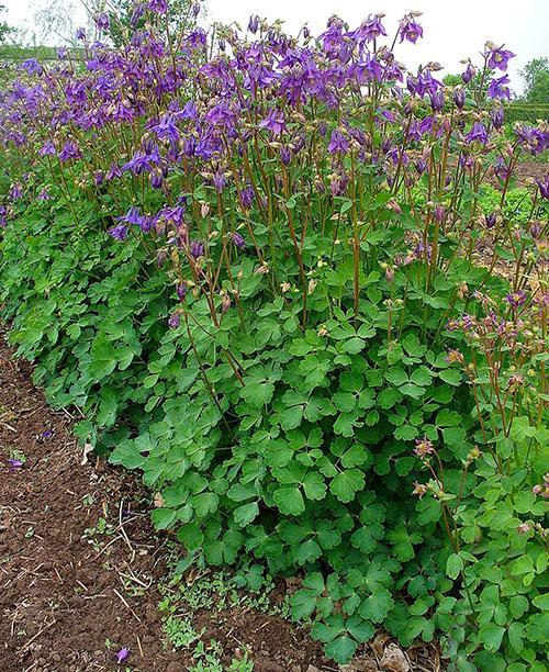 vous pouvez propager l'aquilegia en divisant le buisson