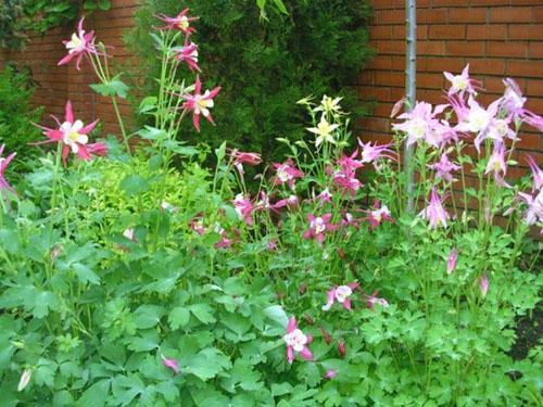 lugar de aterrizaje de aquilegia