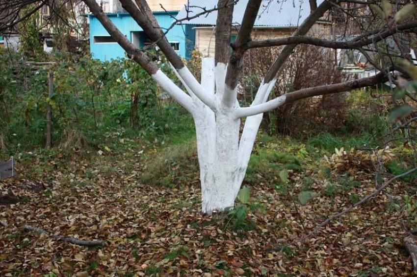 cuando blanquear árboles frutales en otoño