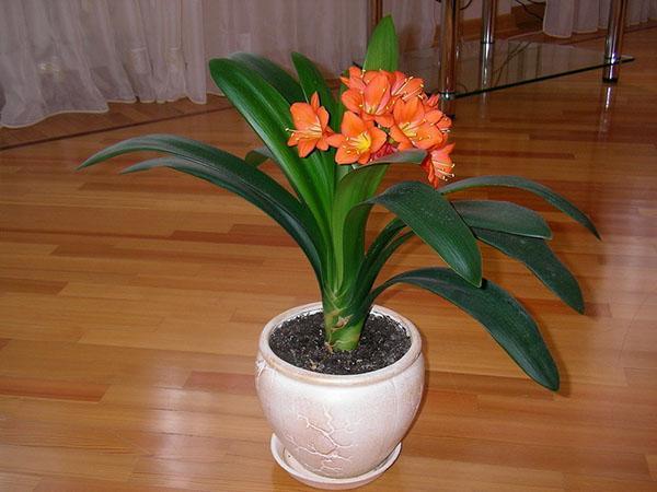 clivia en fleurs