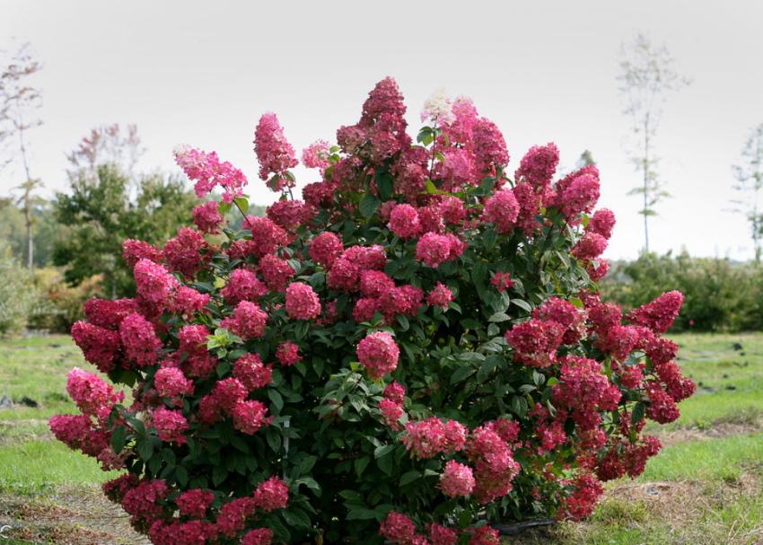 arbusto de hortensias en flor