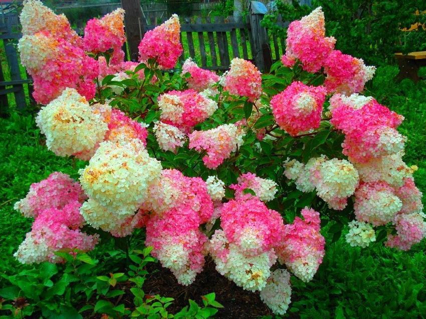 cuando florece la hortensia paniculata