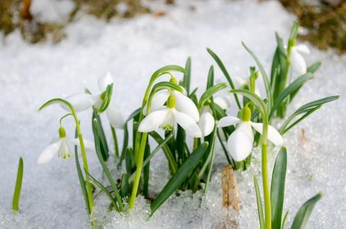 campanilla blanca como la nieve