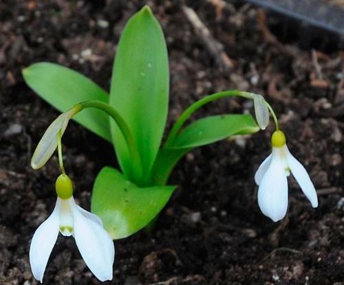 campanilla blanca de hoja ancha