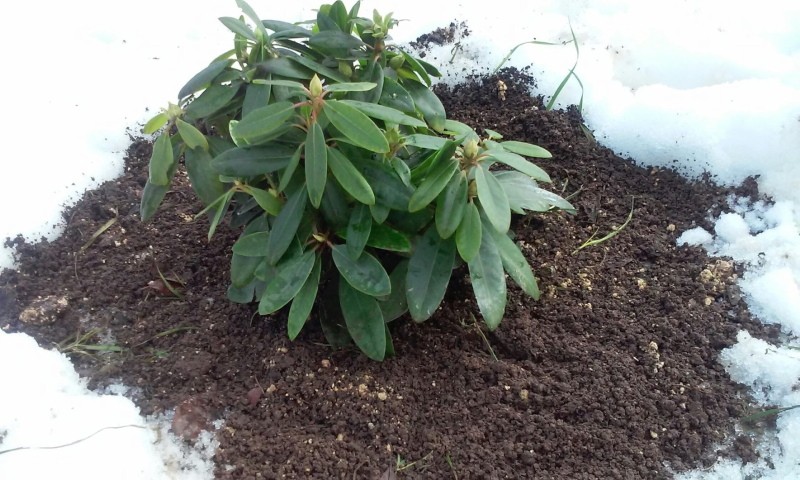 quels rhododendrons doivent être recouverts