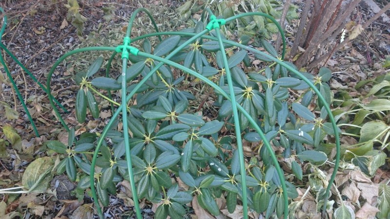 quand abriter les rhododendrons