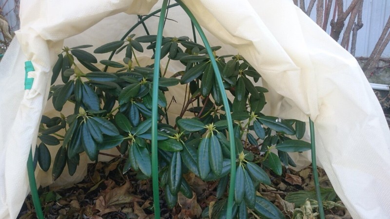 abri de rhododendrons pour l'hiver en banlieue