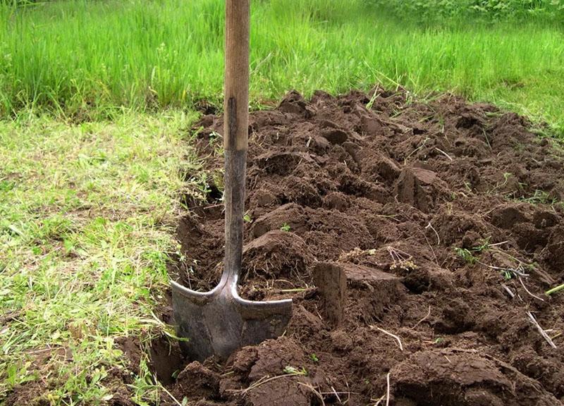 excavar el sitio de plantación de manzanos