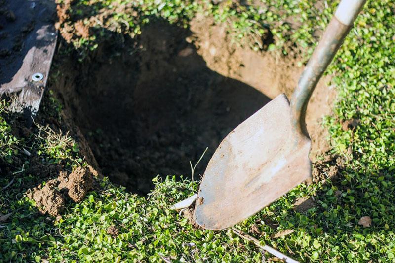 comment planter une préparation de noyau de pommier