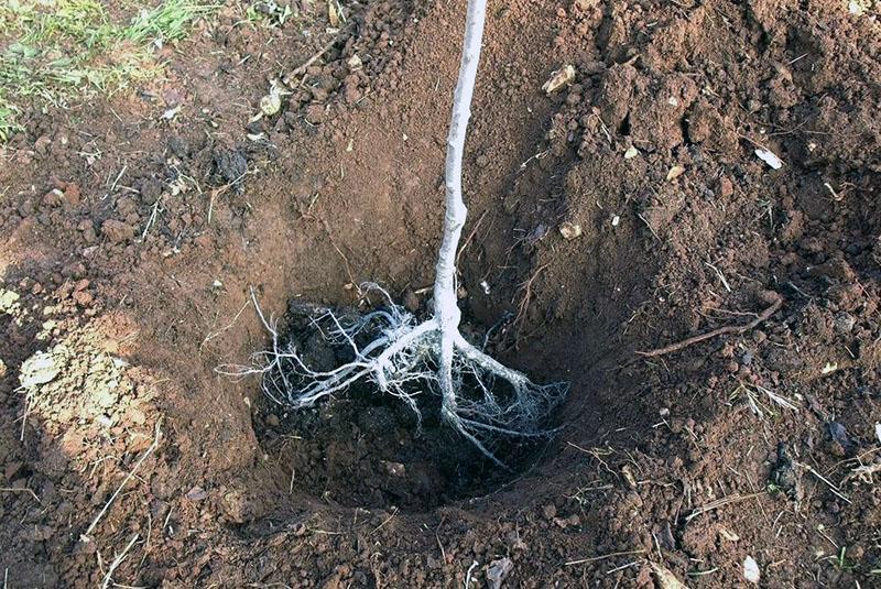 cómo plantar correctamente un manzano con un sistema de raíces abierto