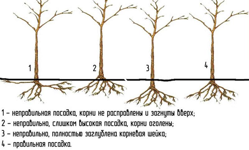 Plantación correcta e incorrecta de manzanos.