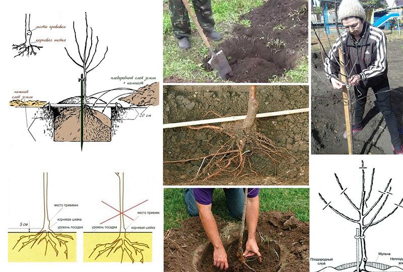 plantation progressive d'un pommier