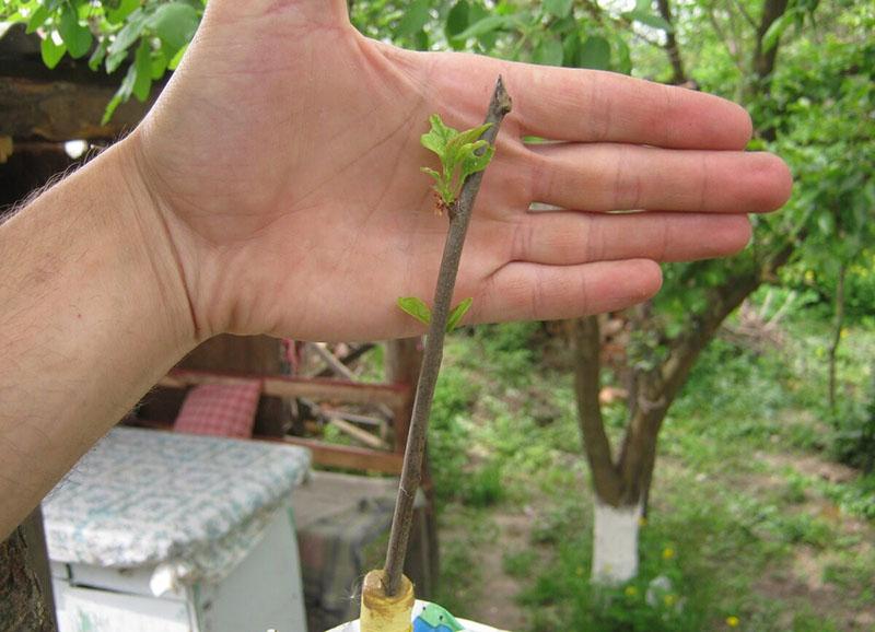 planter des boutures