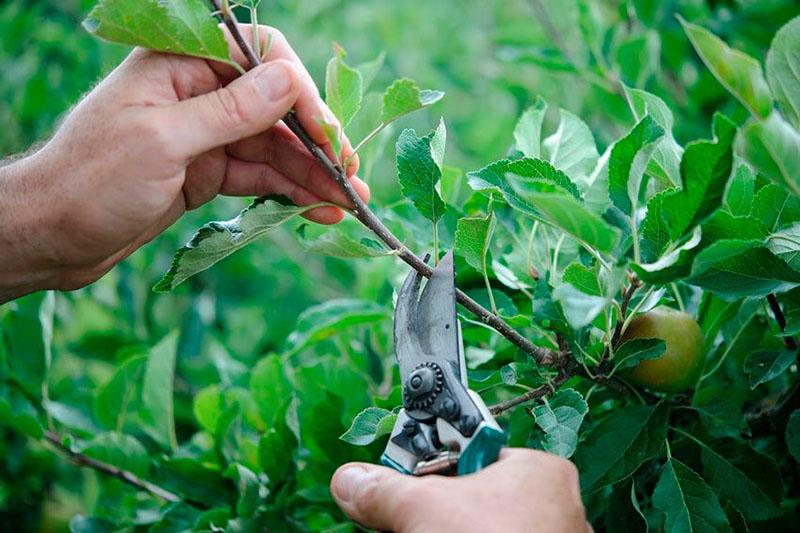 planter un pommier avec des boutures vertes