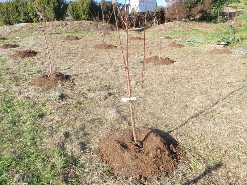 cómo plantar un manzano en primavera