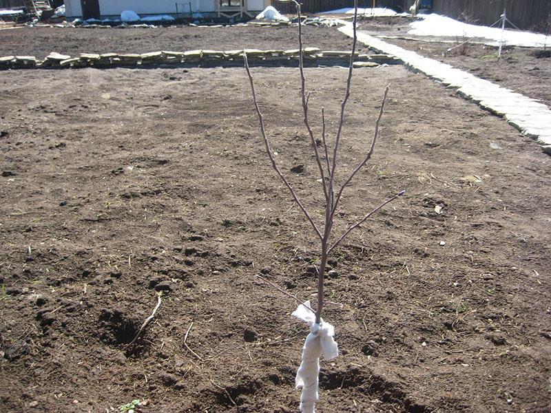 plantación otoñal de manzanos