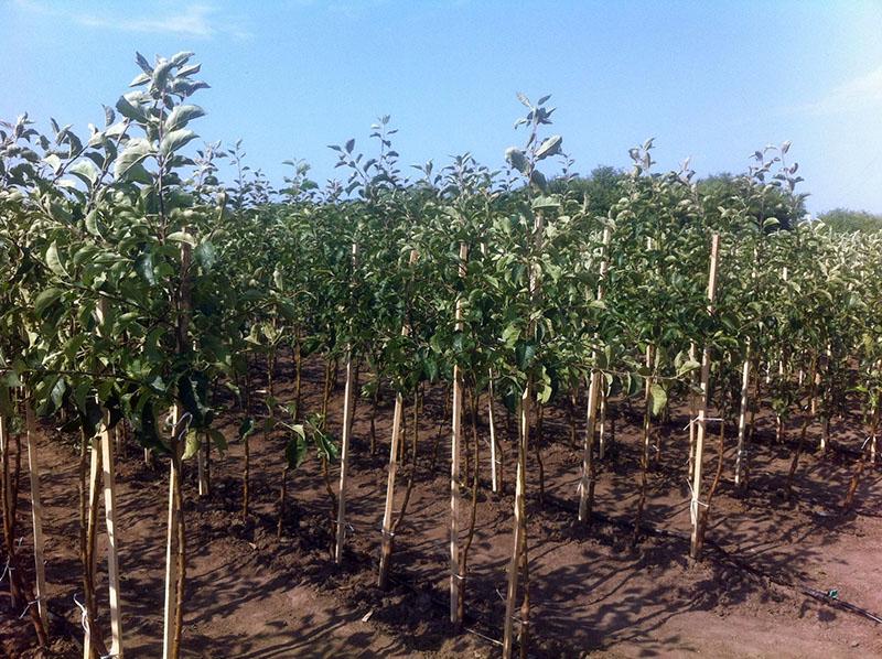 plántulas de manzana